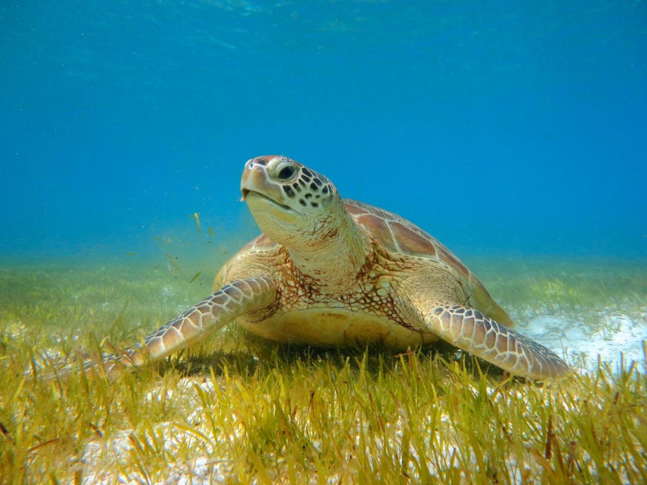 Kudadoo Maldives Private Island Otel Komandoo  Dış mekan fotoğraf